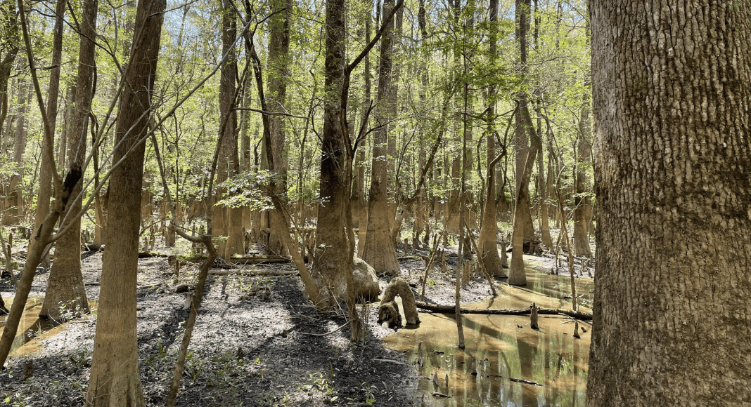 Old growth bottomland hardwood forest at Congaree