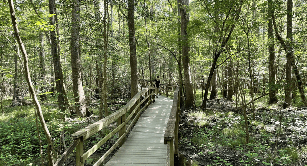 A person walking the Boardwalk Trail in Congaree National Park, surrounded by trees and natural foliage.