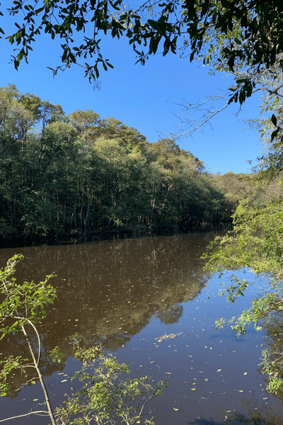 View of the Congaree River surrounded by trees and foliage