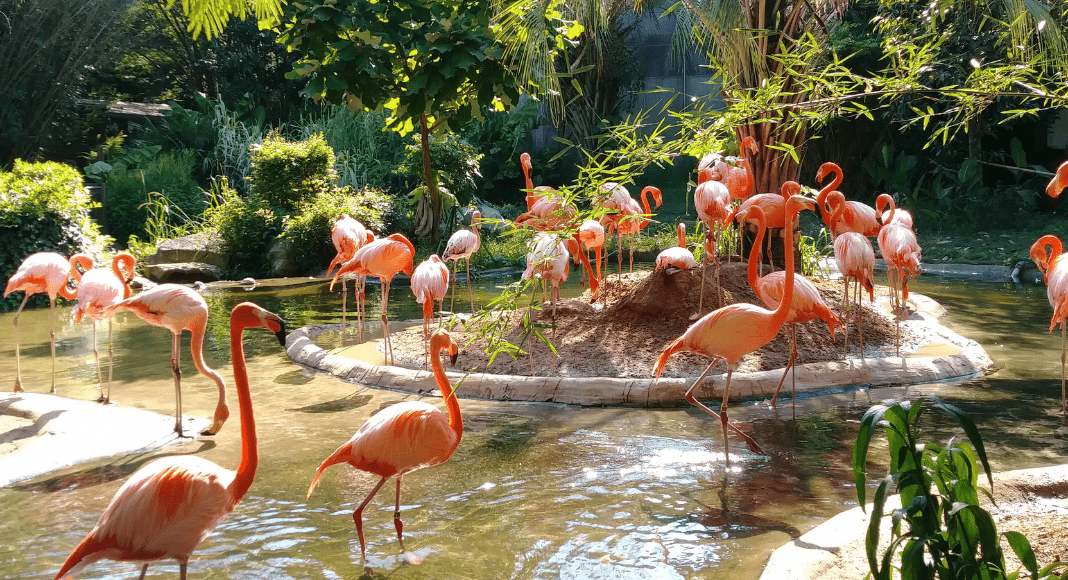 Weekend getaways -- flock of flamingos in a zoo setting.