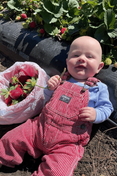A baby wearing red overalls and blue shirt, propped up against a strawberry picking row, with a bucket full of strawberries.
