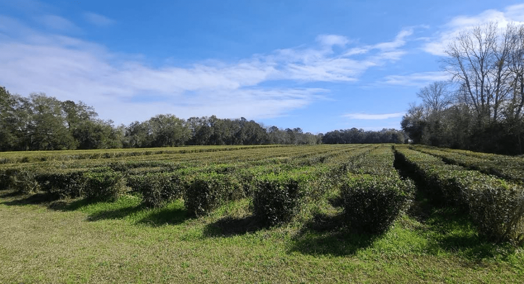 Rows of tea bushes with a blue sky backdrop, at Charleston Tea Garden on Wadmalaw Island.