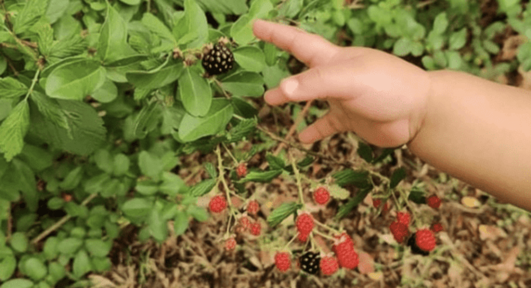 Is gardening intimidating to you? A toddler's hand reaches for a berry from a natural plant in the yard.