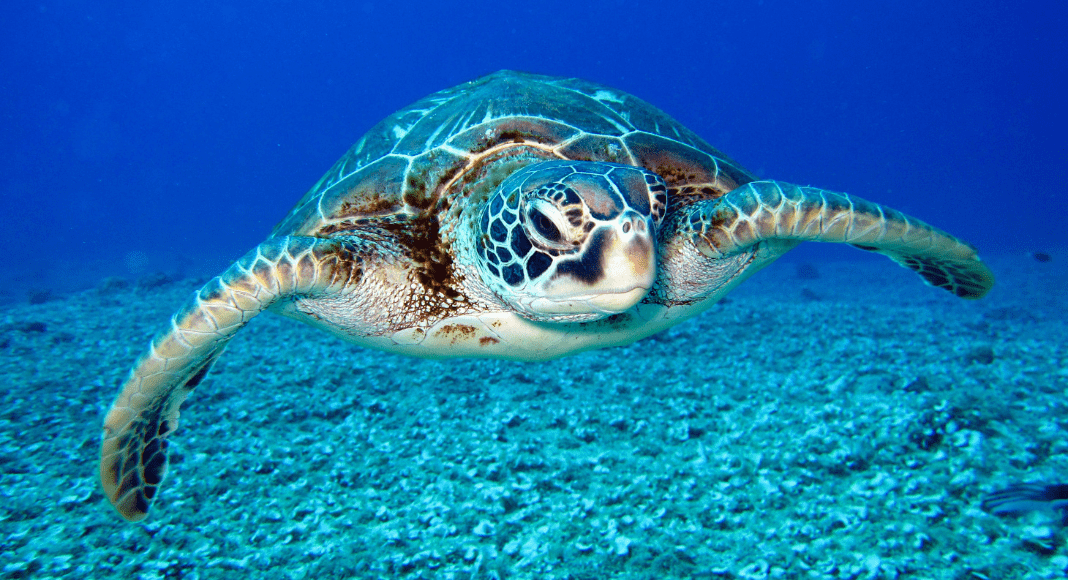 World Turtle Day: a sea turtle swims underwater.