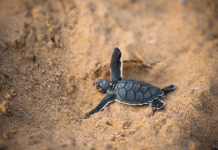 A baby sea turtle crawling through sand.